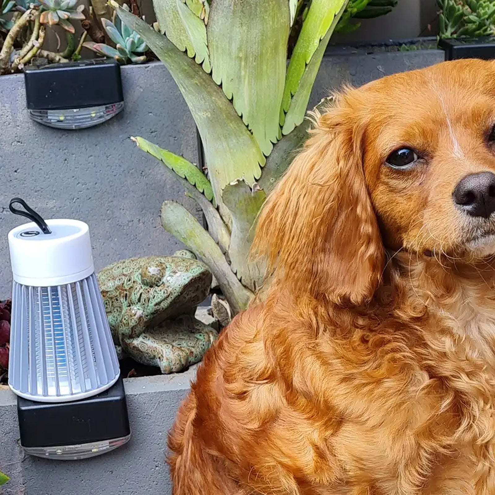BuzziOff - Bug Zapper For Family In The Summer