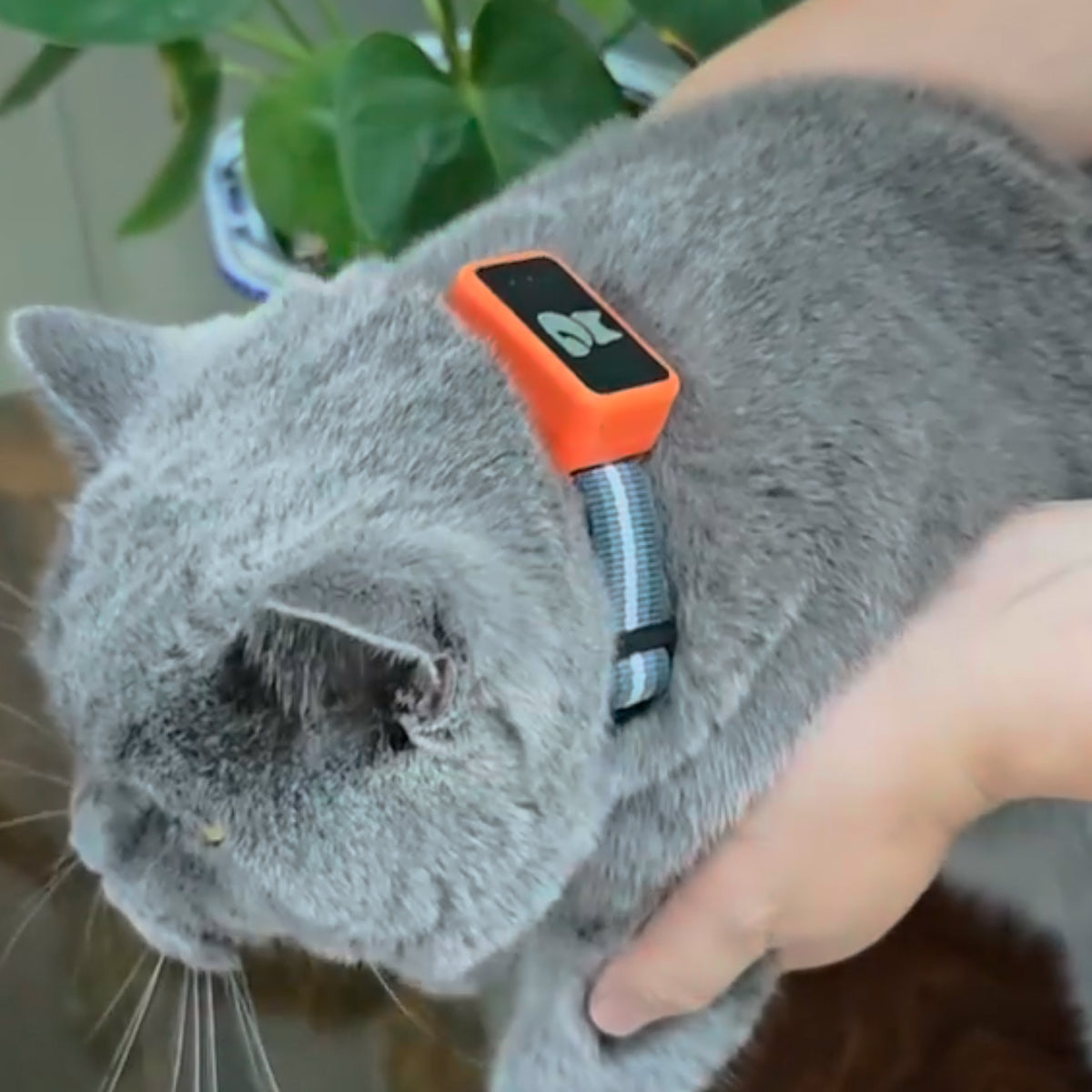 PawiSition Lightweight Real-Time Cat GPS Tracker with Geo-Fence