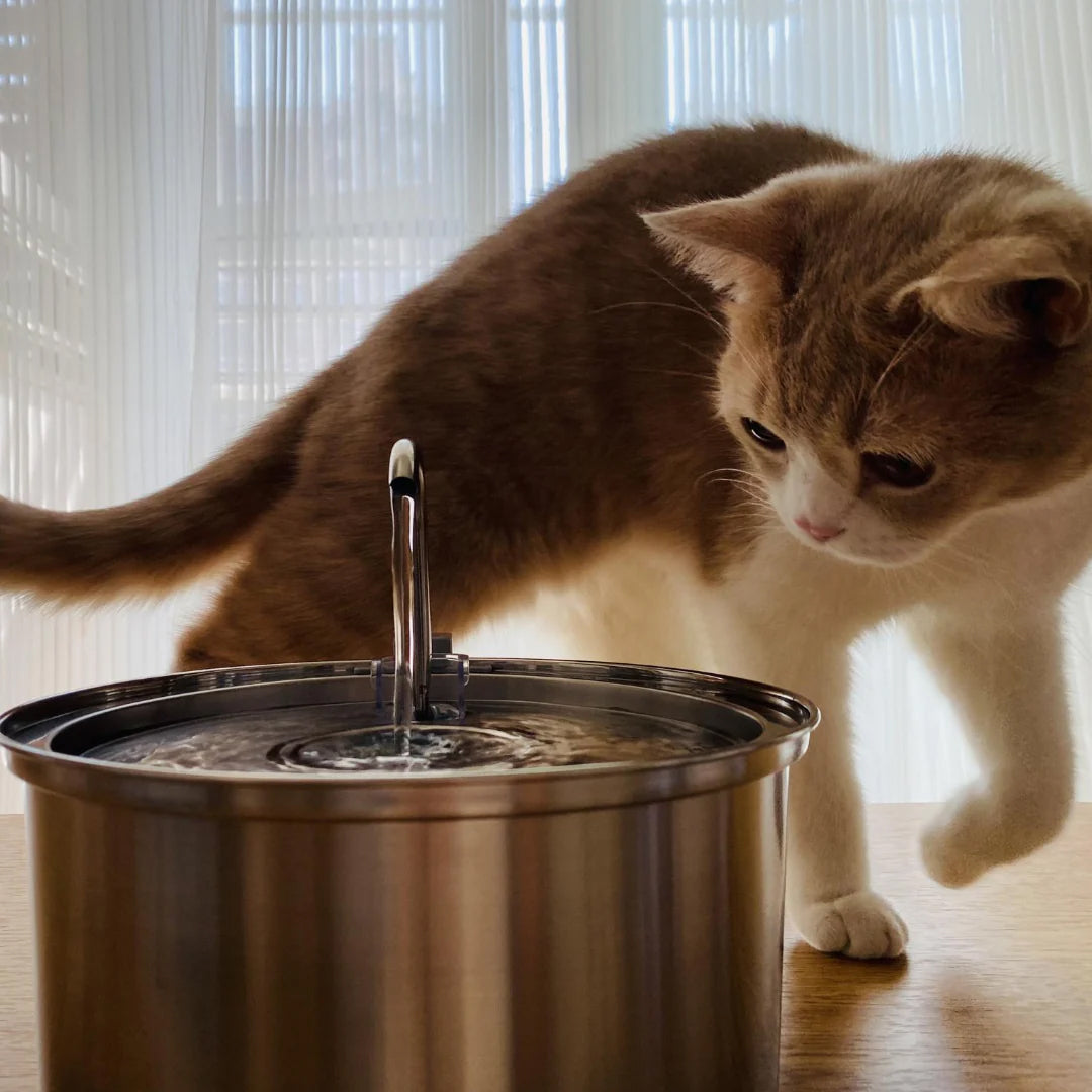 PuryFuryo Stainless Steel 4L Quiet Cat Water Fountain
